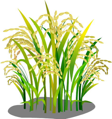 Oryza Sativa Rice Google Images Download - Logo Bông Lúa Vàng - Full Size PNG Clipart Images